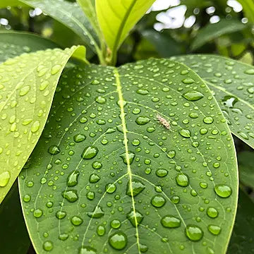 nature brute feuille mouillée par la rosée du matin Image